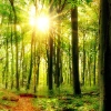 product thumbnail M41_Forest panorama_Glas_klein.jpg